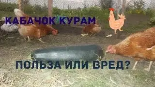 Можно ли давать курам кабачки?