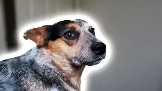 My Dog Zoe Annoys Me For 5 Minutes