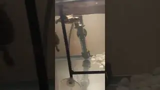#mr steal ya #food #turtle #live #feed #reptiles #cricket #trending #fy #subscribe #viralshorts #fyp