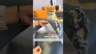 Как я сохранила диван от кошачьих когтей. Сохрани и подпишись!