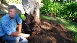 (159) The importance of a pre climbing root inspection