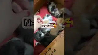 SO CUTE NEW BORN MUNING🥰 
