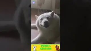 приколы с животными , смешные моменты , коты и собаки  , смех до слез 