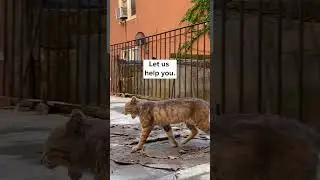 Rescuing A 10-year-old Senior Tabby