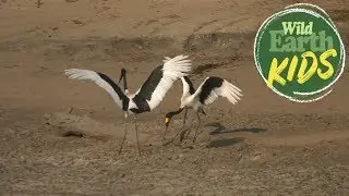 Saddle-Billed Storks Show Beautiful Mating Dance