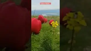 Горные пионы...