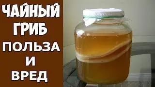 The whole truth about KOMBUCHA MUSHROOM: benefits or harm? Get the answer in the video!
