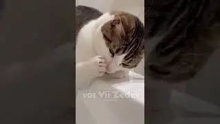 Bichinhos que nos entendem -gatos e água