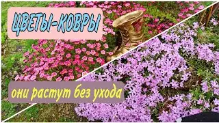 Carpet Flowers. They grow without care.