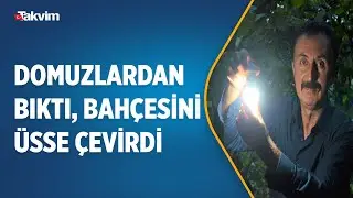 Karadeniz usulü çözüm! Mahsulüne zarar veren domuzlardan bıktı, bahçesini üsse çevirdi