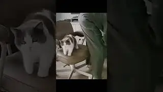 #кот#мяяя#стул#смешнойкот