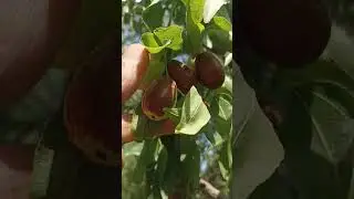 NIMA BU😁 MEVALI KOʻCHATLARGA ZAKAS OLISHNI BOSHLADIK #uzbekistan #fruit #rec #farming #shortvideo