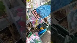 Синие гортензии.🤔 