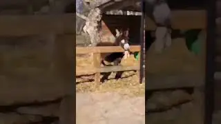 funny shorts #funny #funnyshorts #shorts #comedy #comedyshorts