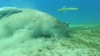 Египет июль 2021. Дюгонь - морская корова жив!
