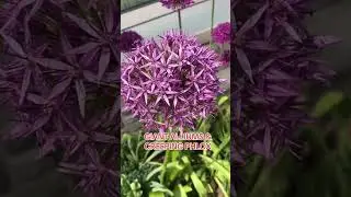 GIANT ALLIUMS & CREEPING PHLOX #allium #creepingphlox #flowers #planta
