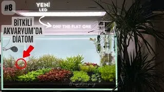 BİTKİLİ AKVARYUM DA DİATOM SÜRECİ ! #akvaryum #bitkiliakvaryum #aquascape