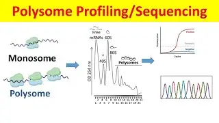 Polysome Profiling & Sequencing: Principle, Process and Data Analysis| Polysome Fractionation |