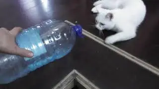 №3 Белый глухой кот. Игра с 5 литровой бутылкой.