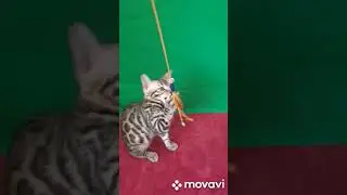 Бенгальская девчушка 3 месяца