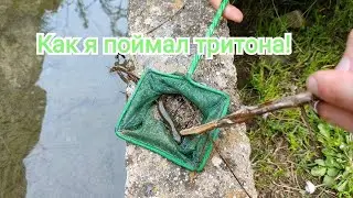 Как поймать тритона? Как выглядит Тритон?