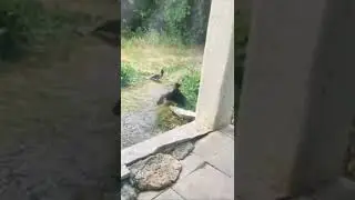 #котики