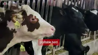 Gary Holterman visits about the definition of genomic testing cattle