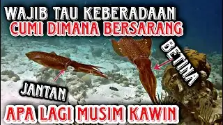 WAJIB TAU KEBERADAAN CUMI-CUMI BERSARANG ~APALAGI MUSIM KAWIN LEBIH AGRESIF