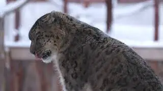 Magic of  the snow leopard \ Магия снежного барса.