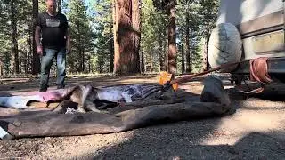 Deer skinning.