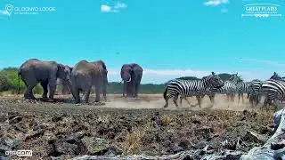 Elephants vs Zebra!