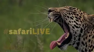 safariLIVE - Sunrise Safari - Nov. 20, 2017