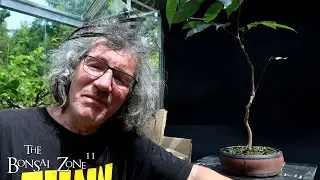 Pruning In The Rain, The Bonsai Zone, June 2024