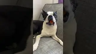 Me gusta la zanahoria #bostonterrier #dog #tendencias #fitness