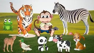 ANIMAL WORLD - ZEBRA, TIGER, JAGUAR, MONKEY, DOG, BUFFALO, COW, FROG, PANDA ..