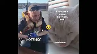 #котики