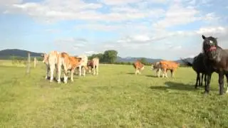 Paša v Cerknici II