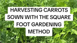 Harvesting carrots that were sown with the square foot Gardening method