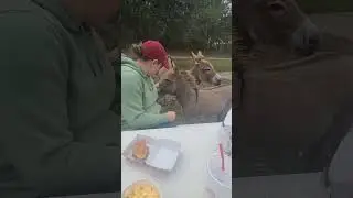 Lunch with donkeys 🫏 #minidonkey