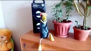 Вы будете в шоке (Говорящая ворона)