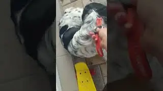 Дневник БегЛица  / День рождение не повод отменять пробежку) #бег #мотивация #garmin