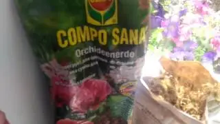 Посадка орхидеи в Закрытую систему,мой способ:))))