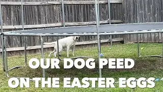 Our Dog Peed on the Easter Eggs Easter 2023