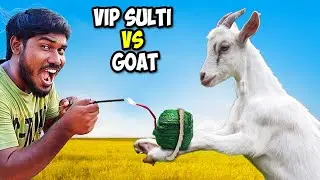 Powerful VIP Sulti Vs Goat | Will It Survive? Experiment