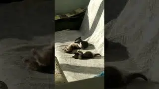 Three Little Kittens #threelittlekittens #kitten #catshorts #cutecats #youtubeshorts