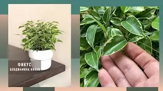 Фикус Бенджамина Кинки Ficus Kinky | продажа в интернет-магазине Сатори – купить у нас просто