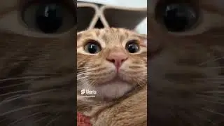 हसाने वाले जानवर के वीडियो 😂😂 #compilation #pets