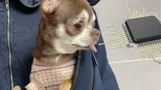 Chipping a dog! Giant needle! You haven’t seen such yet!