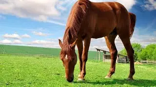 This is a Horse Video [WHAT IS REALLY A HORSE?]