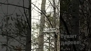 Глухарь на дереве 